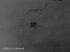 Spinne