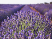 Linalool aus Lavendel ist nicht nur als Duftstoff zu gebrauchen. (Bildquelle: pixabay)