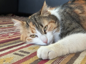 Aufnahme mit der Hauptkamera