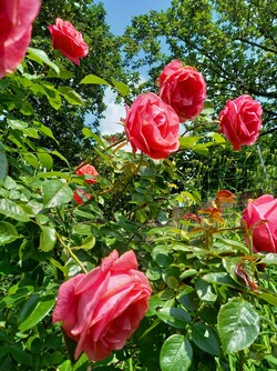 Aufnahme mit der Hauptkamera