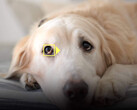 Das Auge seines Haustiers im Fokus zu behalten wird mit dem Software-Update deutlich einfacher. (Bild: Nikon)