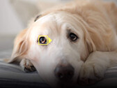 Das Auge seines Haustiers im Fokus zu behalten wird mit dem Software-Update deutlich einfacher. (Bild: Nikon)