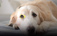 Das Auge seines Haustiers im Fokus zu behalten wird mit dem Software-Update deutlich einfacher. (Bild: Nikon)