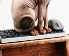 Wallhack steigt in den Markt für Gaming-Tastaturen und Mäuse ein.