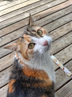 Aufnahme mit der Hauptkamera