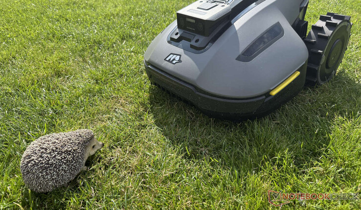 Unsere Igel-Attrappe hat der Mammotion Yuka Mini 800 im Test zuverlässig erkannt