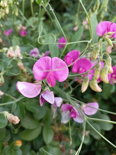 Aufnahme mit der Hauptkamera