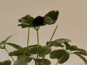 100-facher Pro Res Zoom