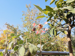 Aufnahme Frontkamera