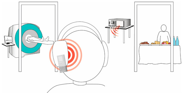 Versuchsaufbau der Studie Wardzinski et al. Nutrients 2022