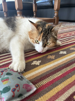 Aufnahme mit der Hauptkamera