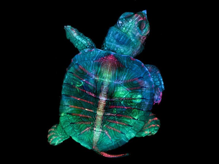 Das Gewinnerfoto einer fluoreszierenden Schildkröte von Mikroskop-Technikerin Teresa Zgoda und Teresa Kugler.