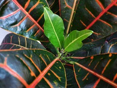 Fotos mit dem Samsung Galaxy S10e